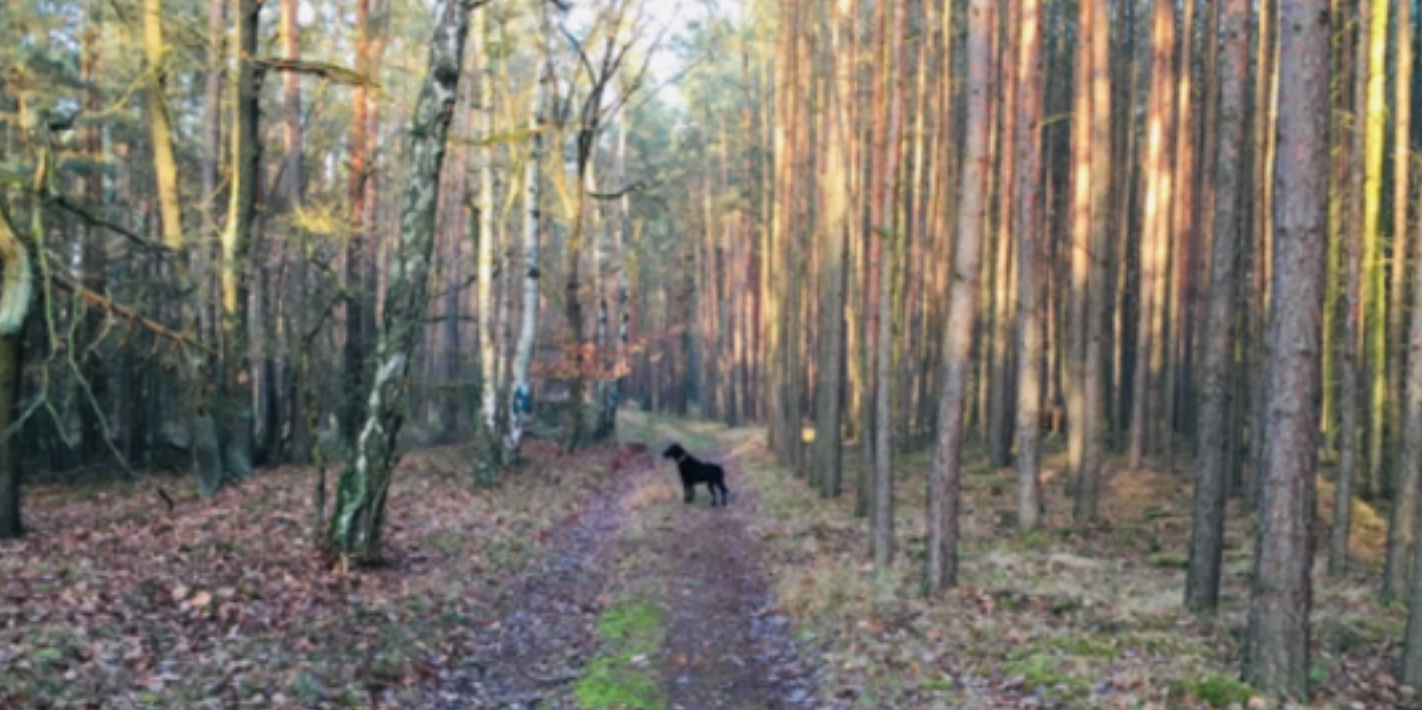 Sázíme stromky i v okolí našeho lesa