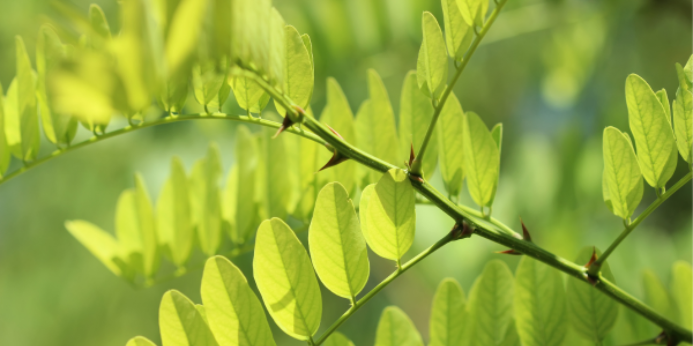 Zoznámte sa s agátom