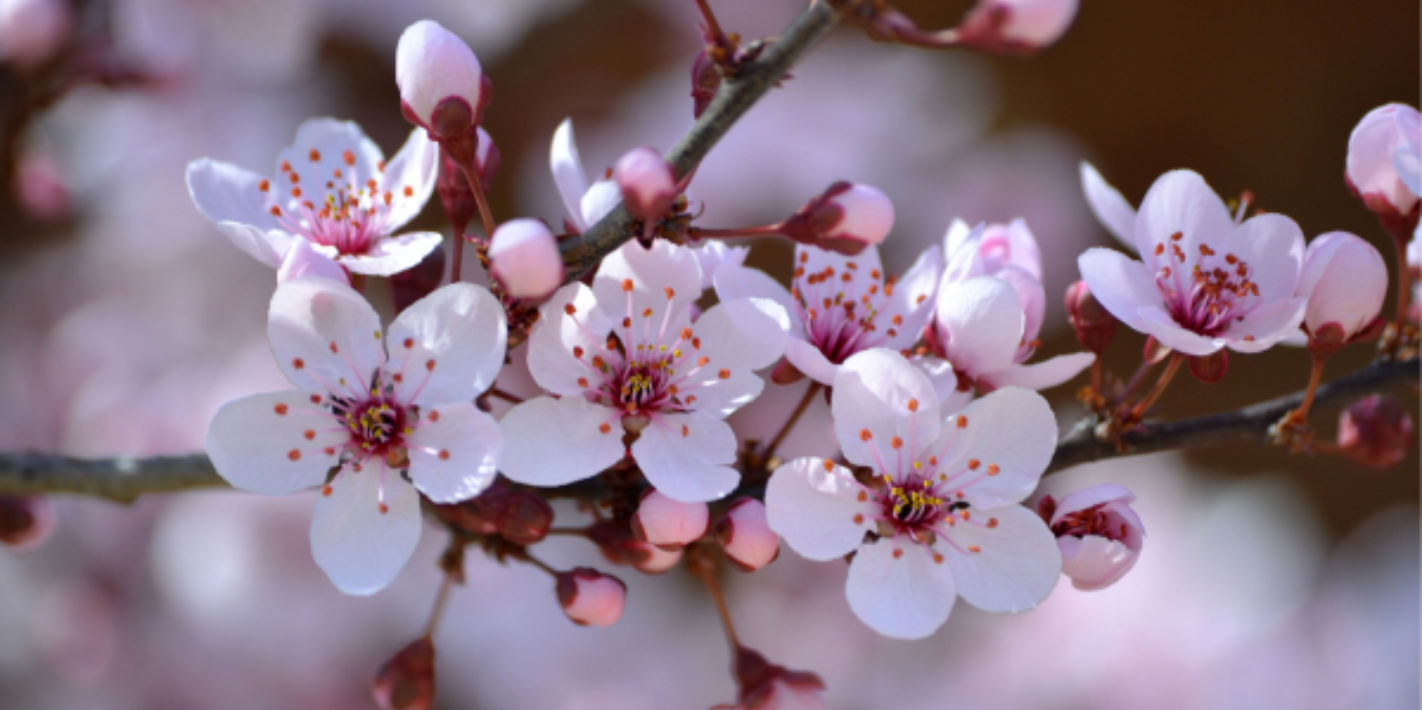 10 zaujímavostí o čerešni