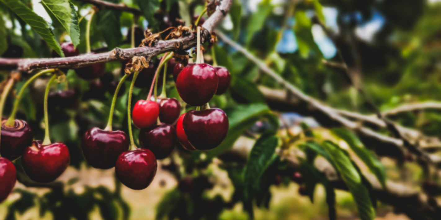 Prečo milujeme čerešňové stromy?