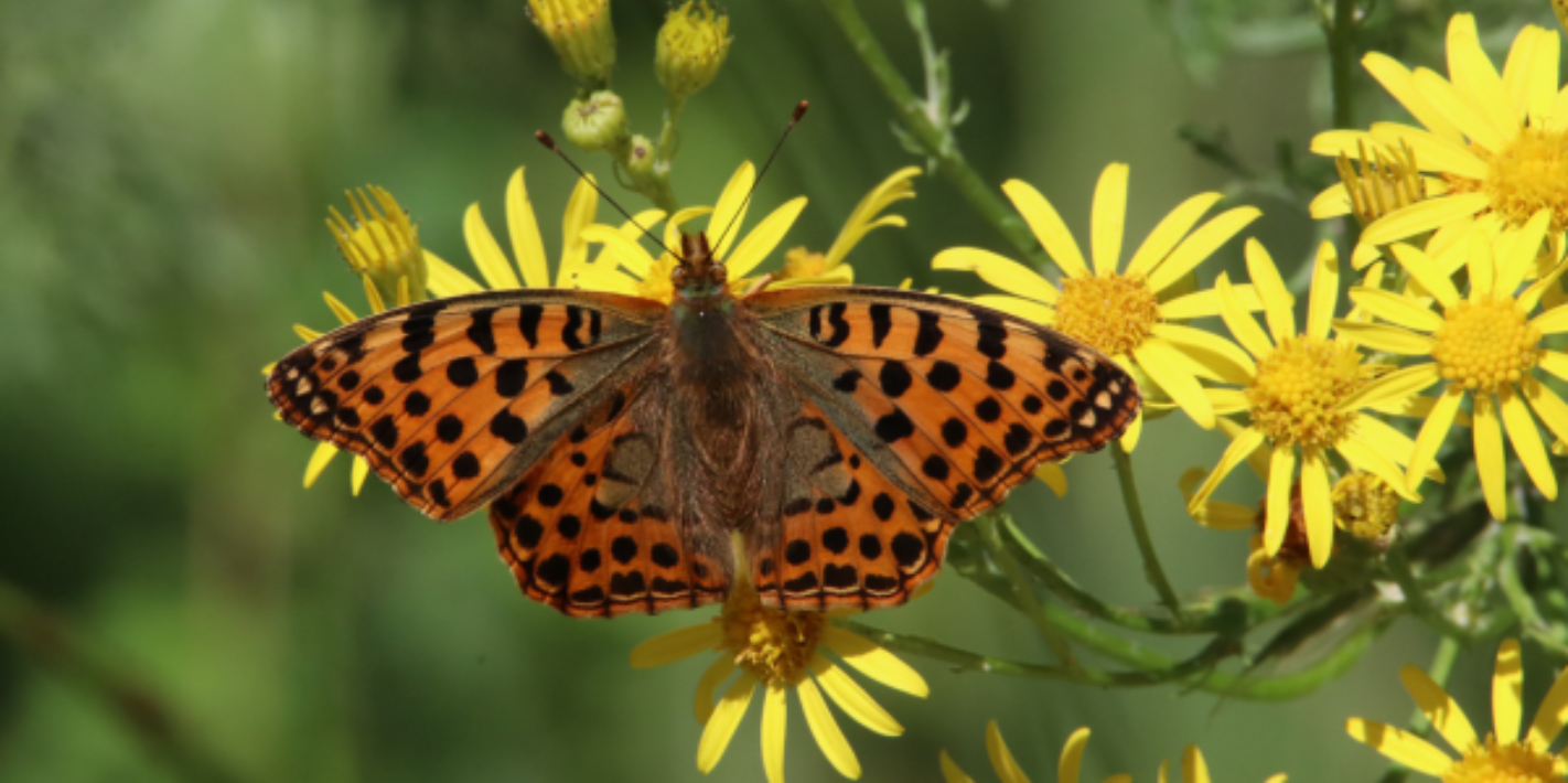 Strata biodiverzity a čo môžem urobiť pre jej obnovu