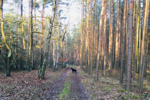 Sadíme stromčeky aj v okolí nášho lesa