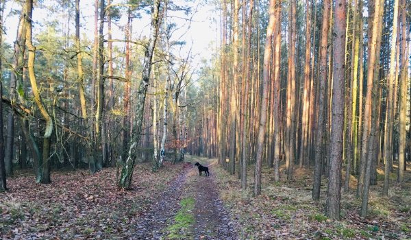 Náš les a z akého dreva vyrábame