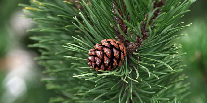 Vše, co vás zajímá o borovicovém dřevu
