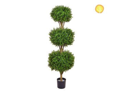 buxus
