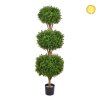 buxus