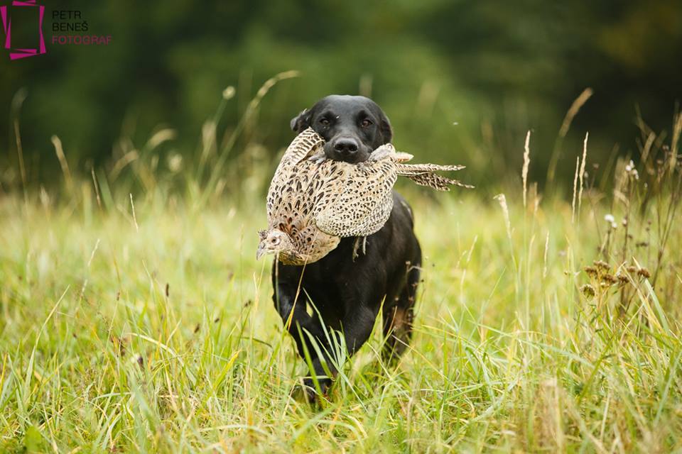 Trialový labrador