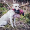 Realistic Pheasant Gundog Training Dummy