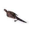 Hen Pheasant 1