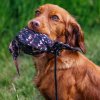 Dead Bird Dummy Snipe