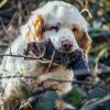 Rabbit Clone Gundog Dummy