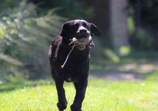 https://www.treninksretrivrem.cz/the-original-clone--dummy-cirka-obecna/ #treninksretrivrem #blacklabrador #dogandfield...