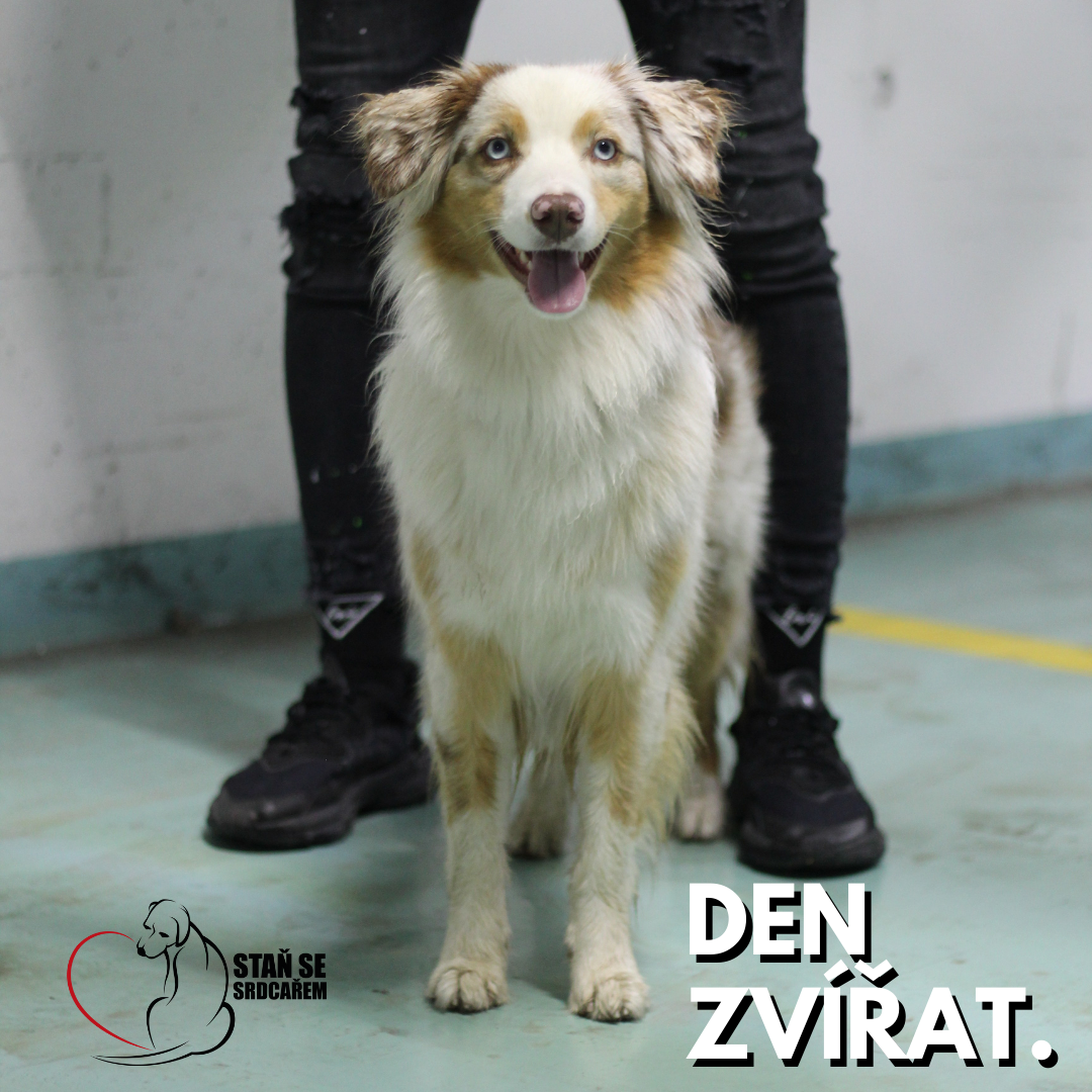 Mezinárodní den zvířat