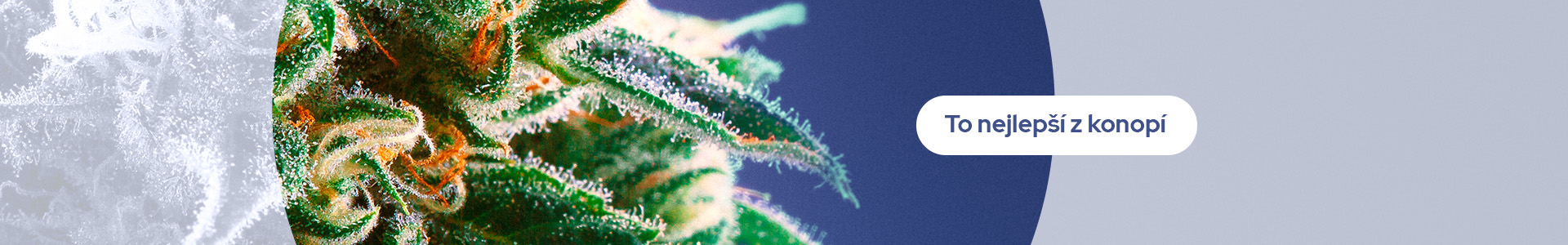 Trichom.cz: E-shop se špičkovými CBD produkty
