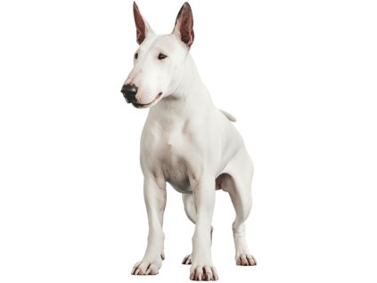 Nažehlovačka Anglický bulteriér (ROZMĚRY velikost 20 cm)