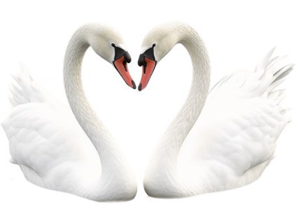 Nažehlovačka Labutě zamilovaný pár (ROZMĚRY velikost 12 cm)