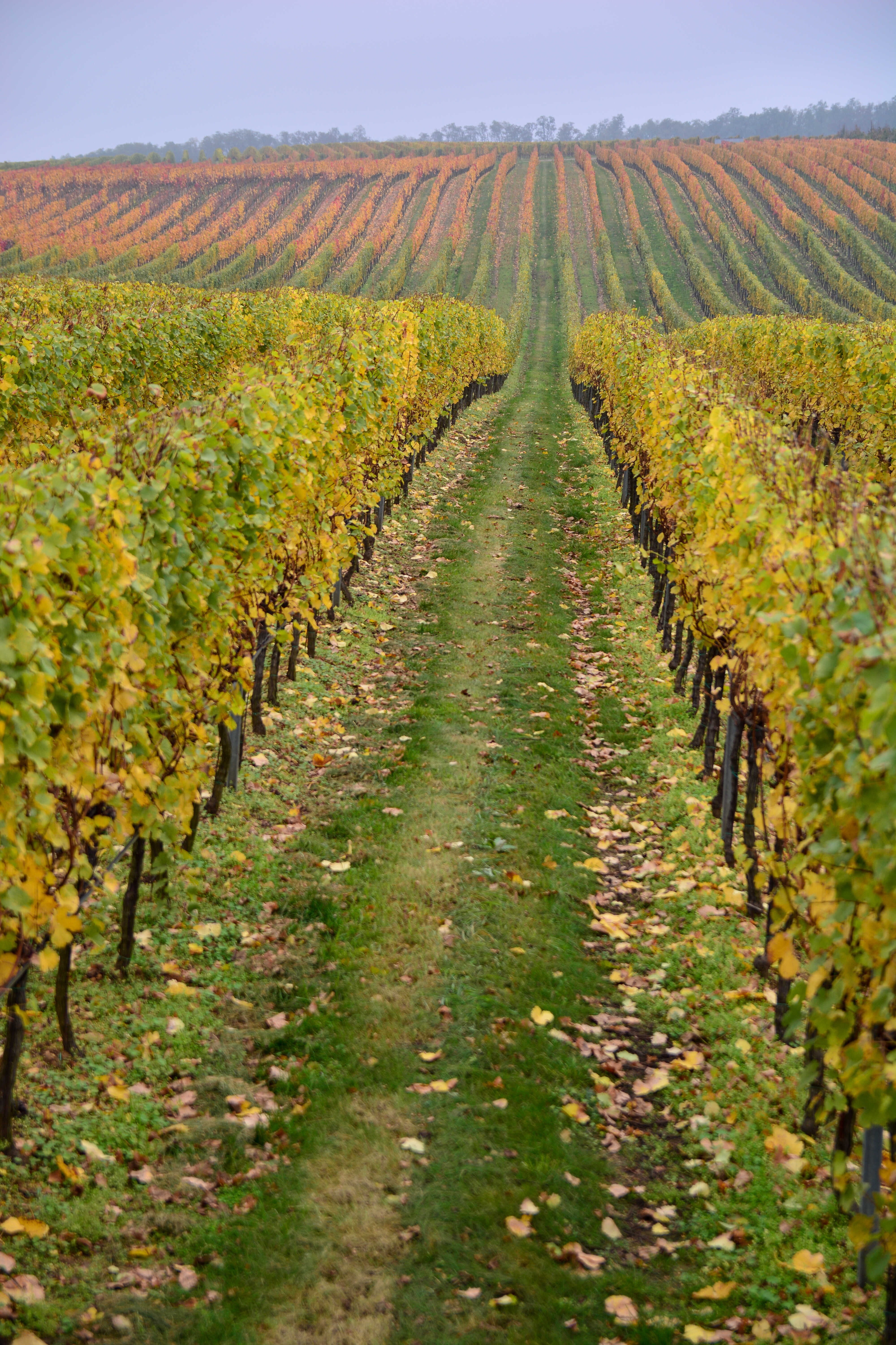 Technologie pěstování vinné révy