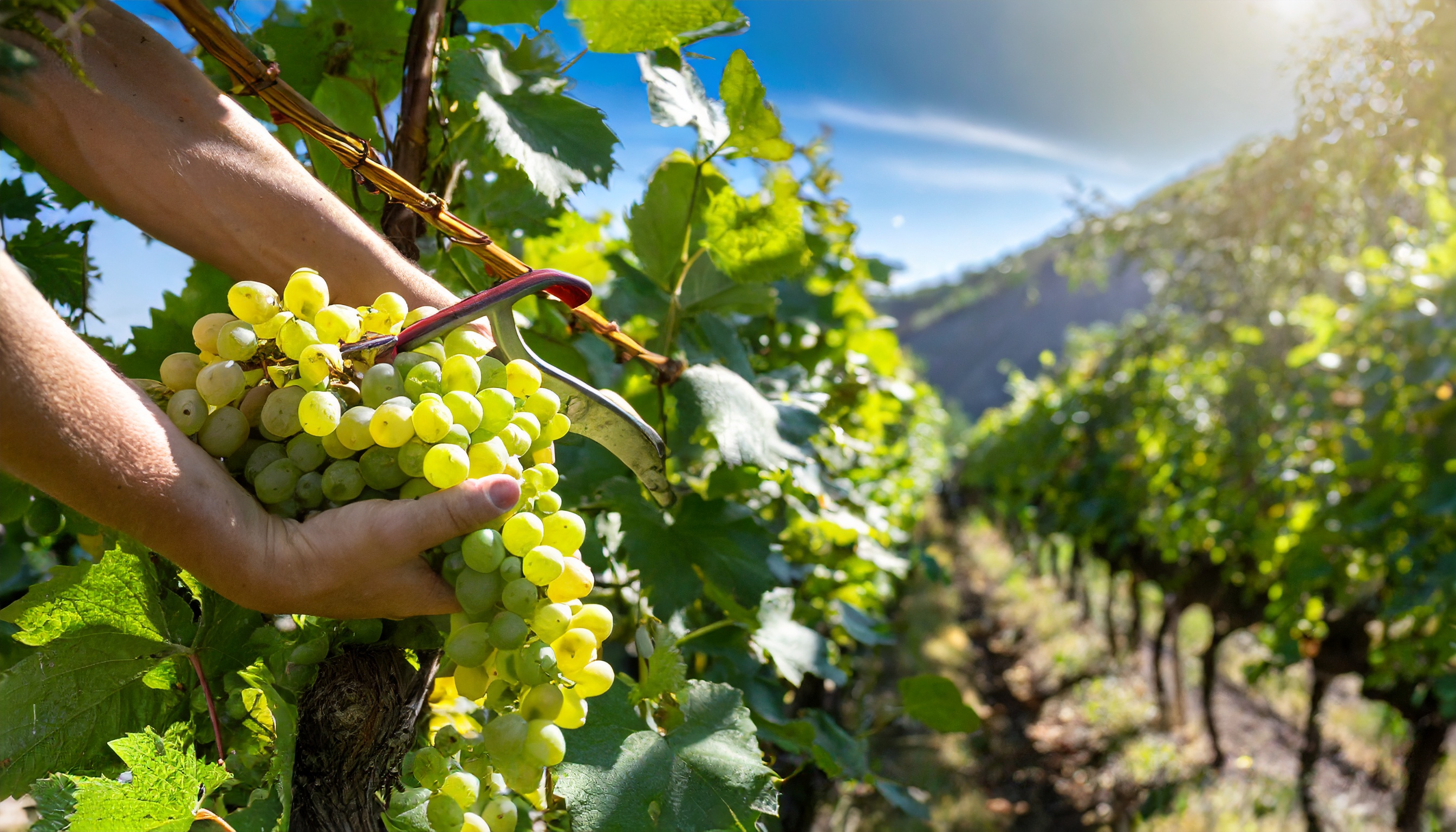 Ako sa vyrába Prosecco?