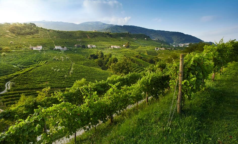 Banner_carousel_home_page_trivino_cz_asolo-min