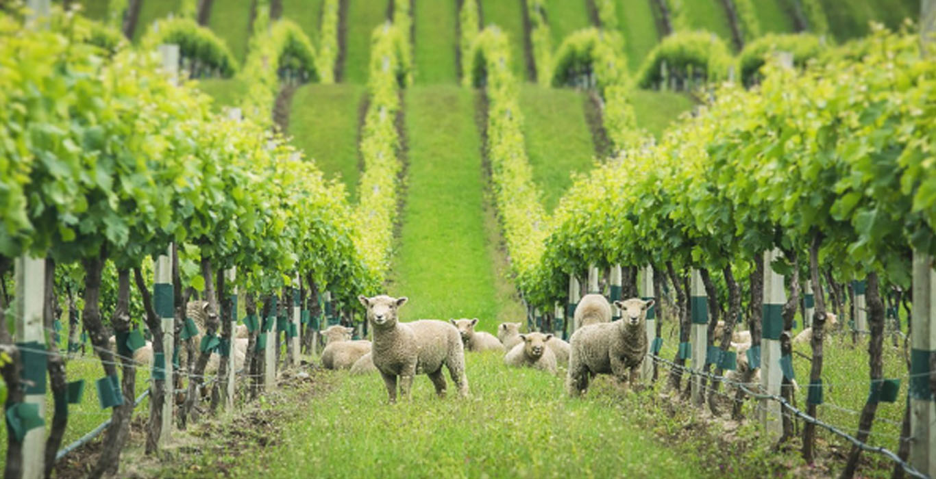 Biodynamické víno v skratke