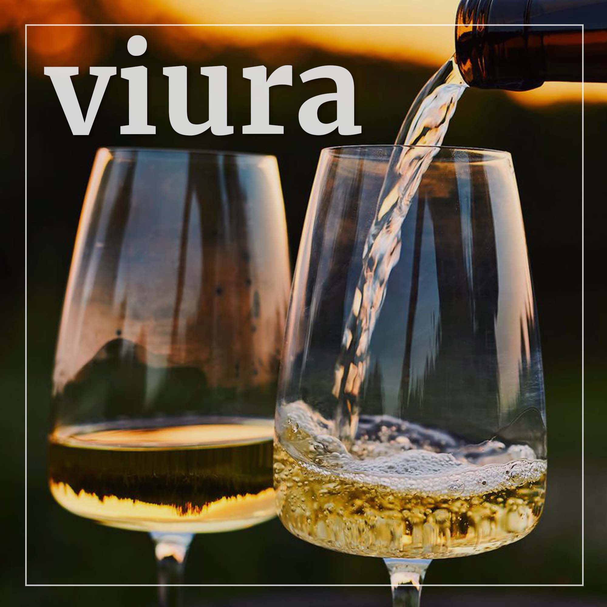 Viura (Macabeo)