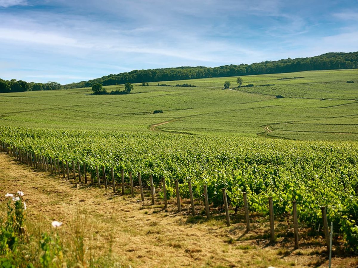 Vinice na svahoch pri Charly-sur-Marne