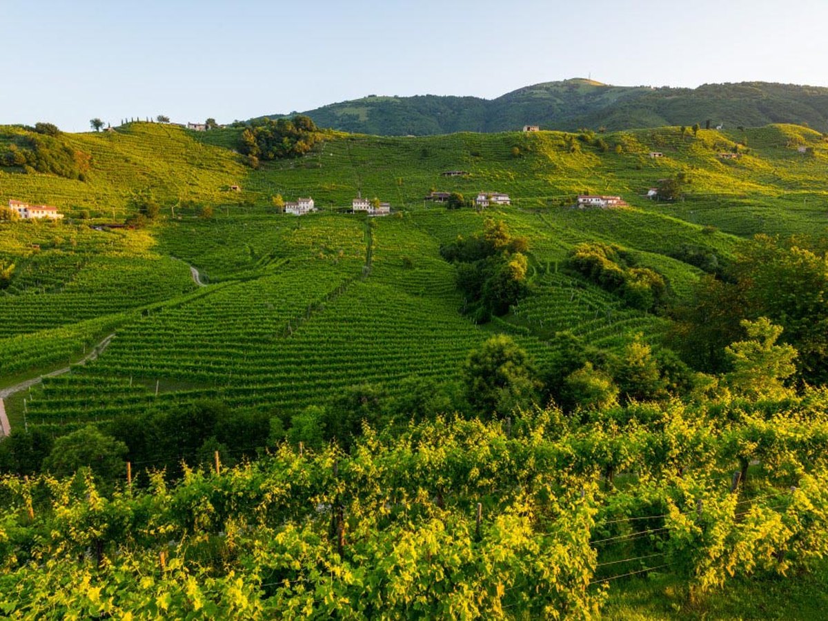 Vinice Bastia na slnečnom svahu nad Valdobbiadene
