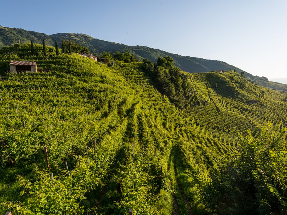 Terasovité vinice na kopci Cartizze