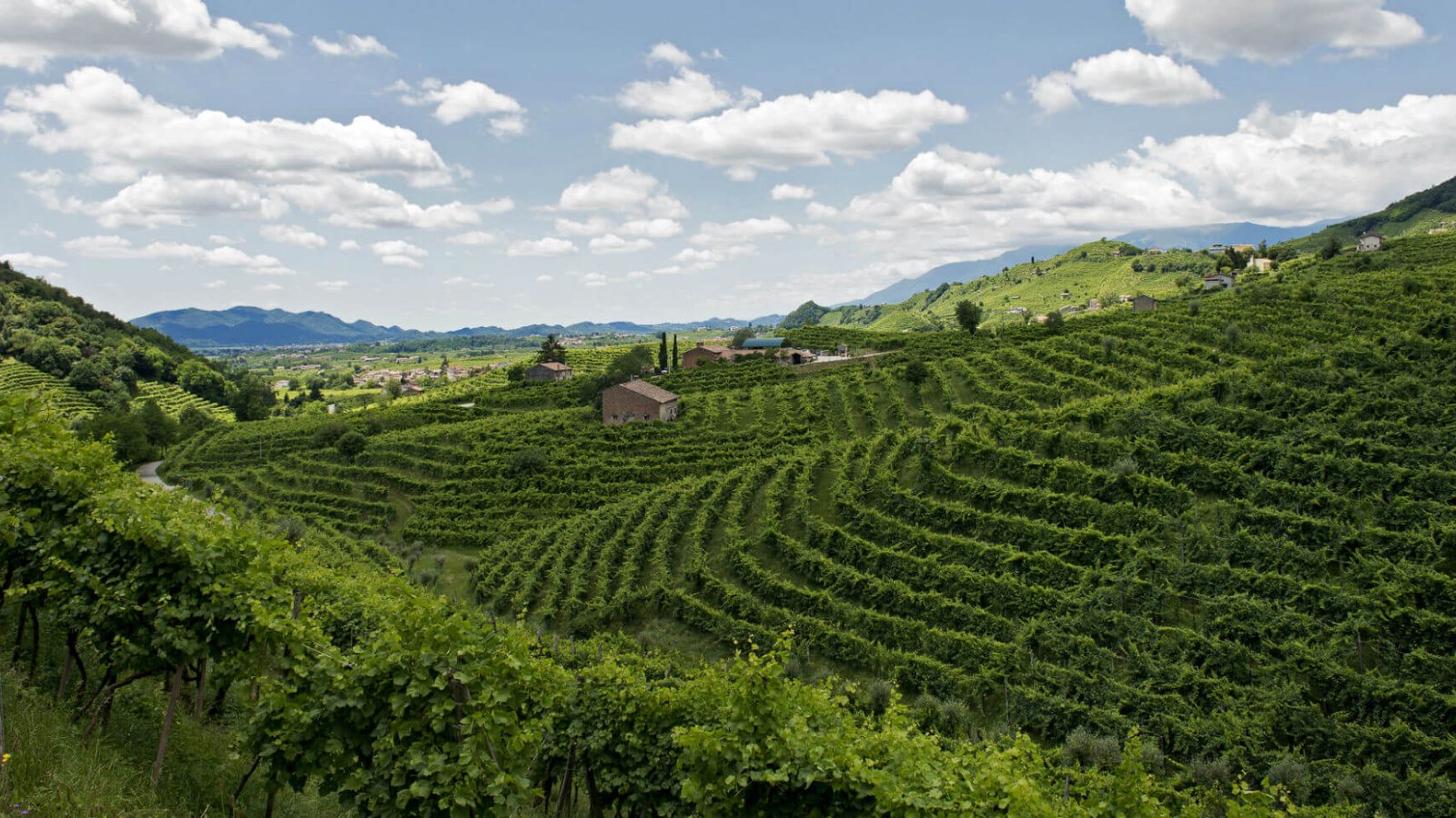 Vinice na kopcoch Valdobbiadene