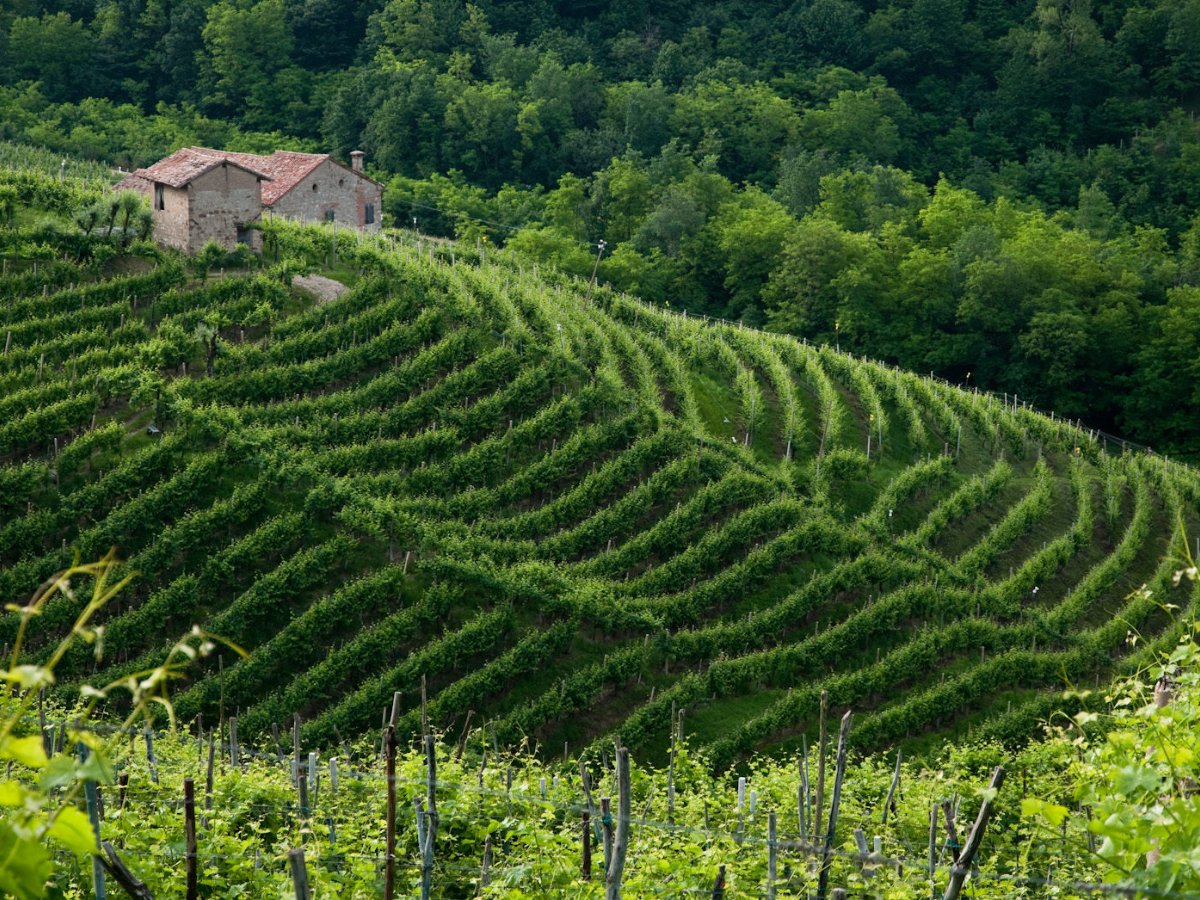 Terasovité vinice na svahu vo Valdobbiadene