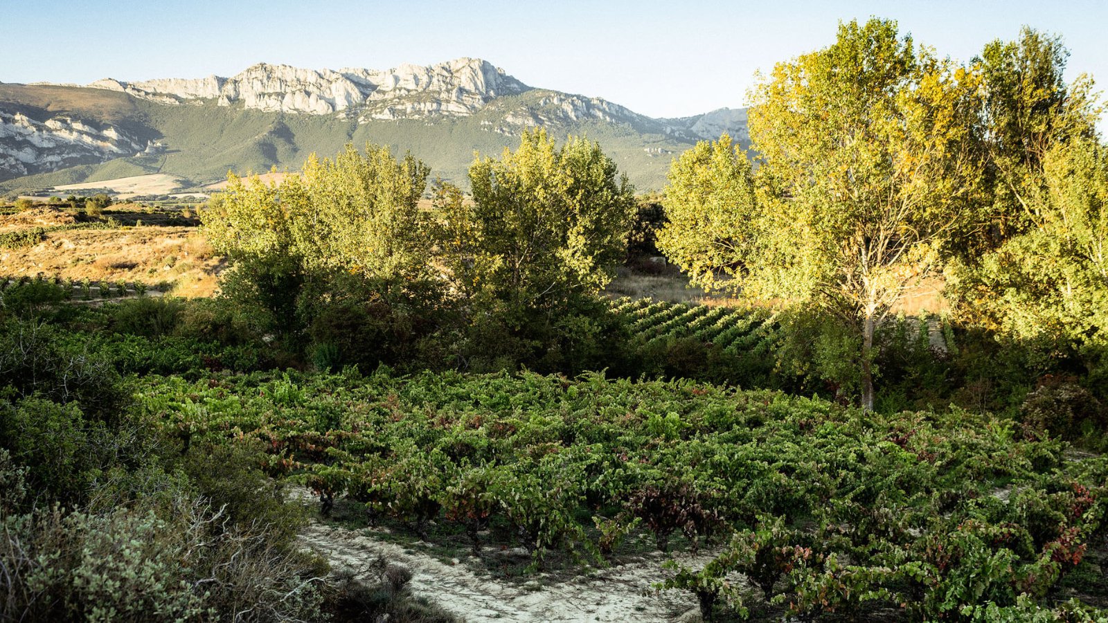 Vinice v Sonsierre pod pohorím Toloño