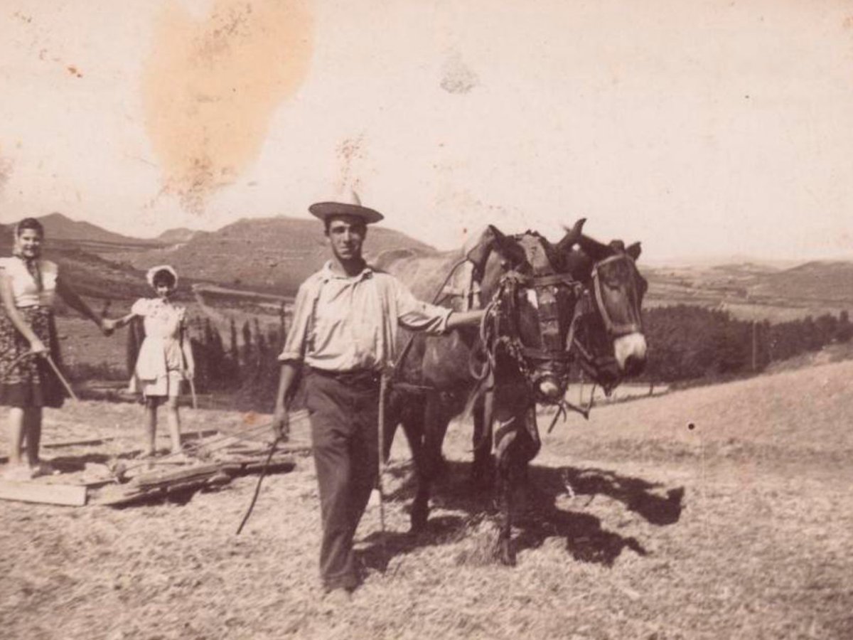 Archívna fotografia roľníka s koňmi vo vinici