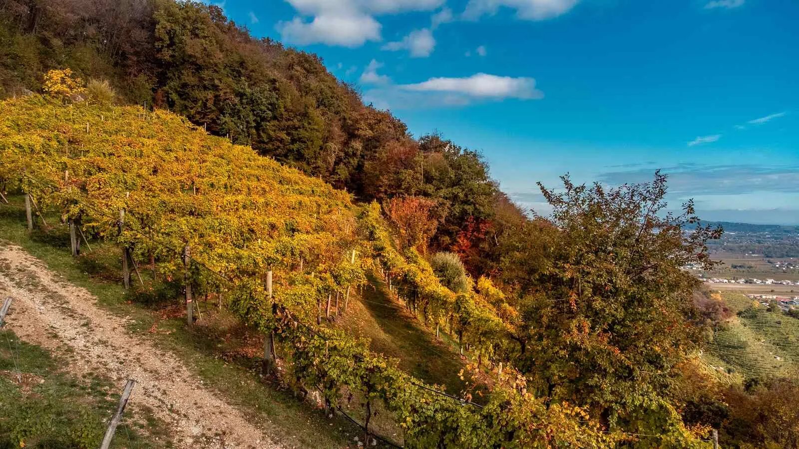 Terasovité vinice na kopcoch Valdobbiadene v Benátsku