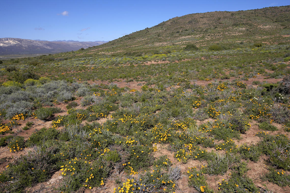 Kvitnúci fynbos na svahoch farmy Graham Beck