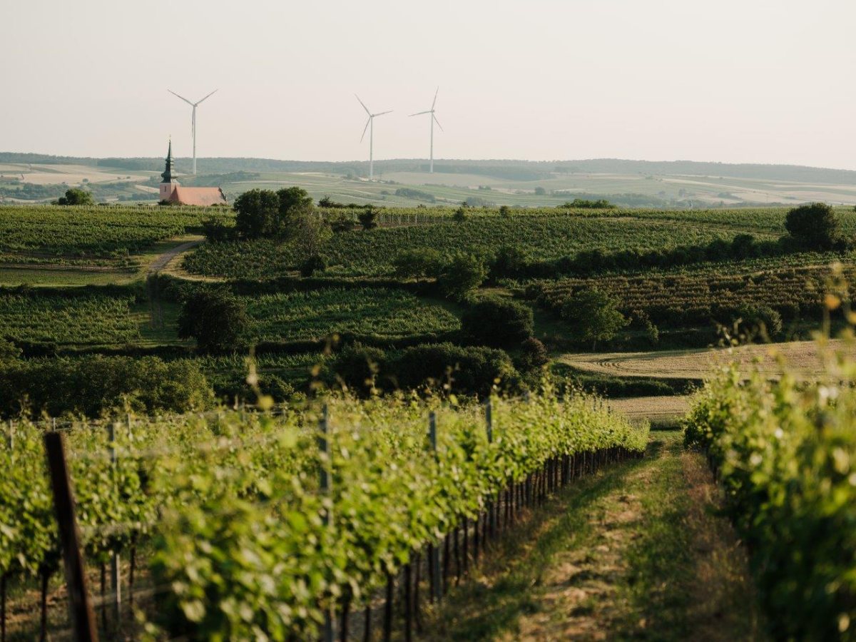 Vinice Weinviertlu s veternými turbínami na obzore