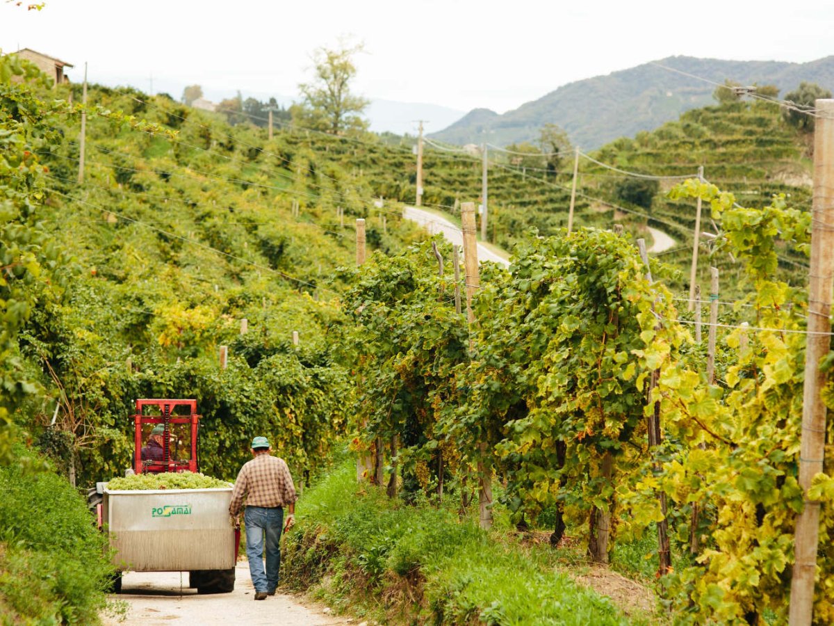 Strmé vinice na kopcoch Santo Stefano di Valdobbiadene