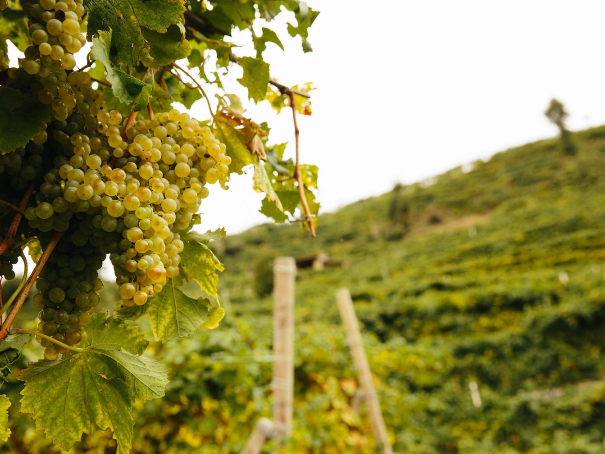 Strapce odrody Glera na vinici nad Valdobbiadene