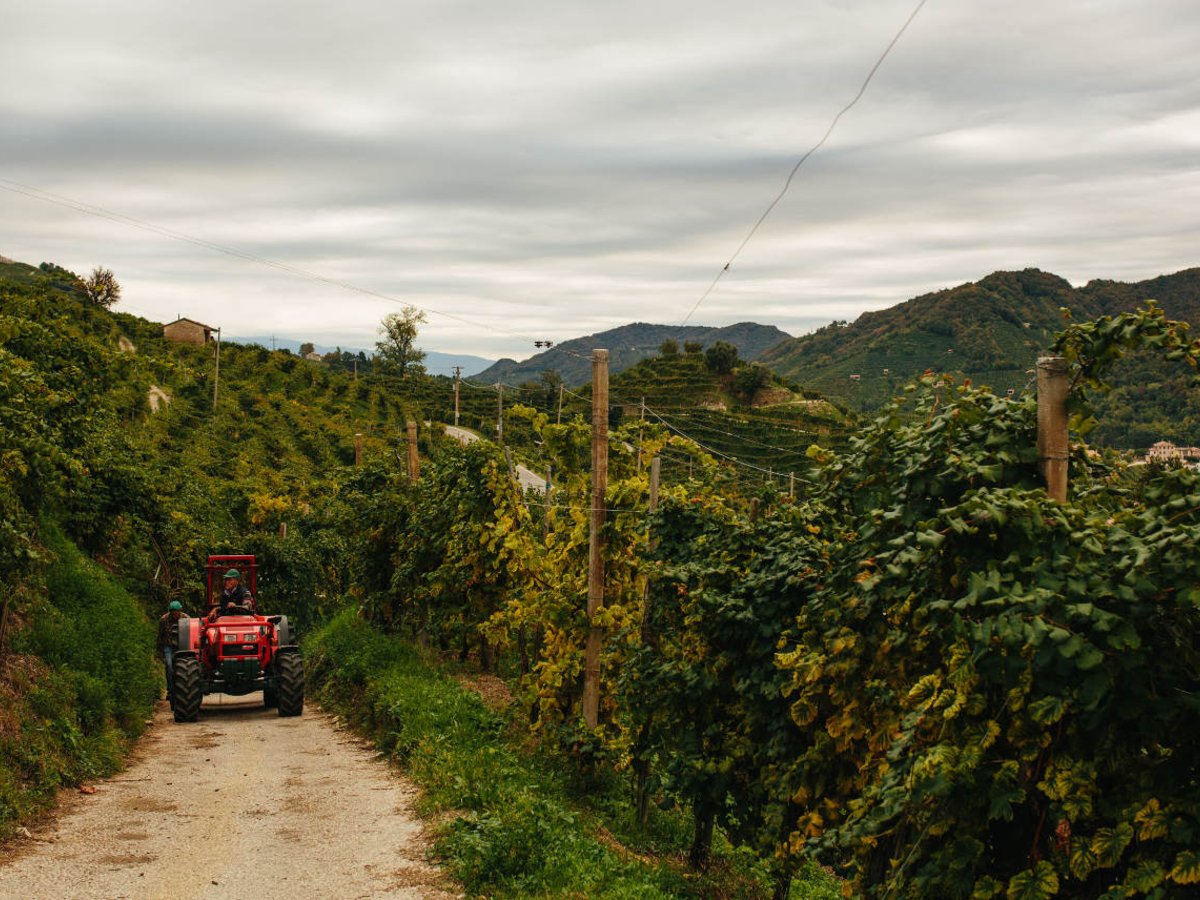 Strmé svahy s vinicami v okolí Santo Stefano