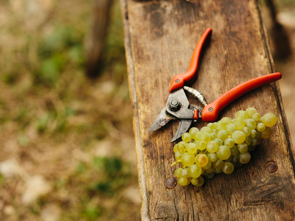 Strapec Glery a vinohradnícke nožnice na dreve