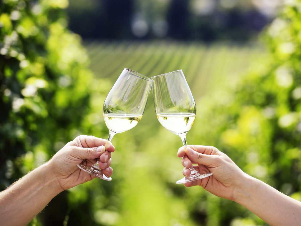 Prípitok dvoma pohármi prosecca vo vinici