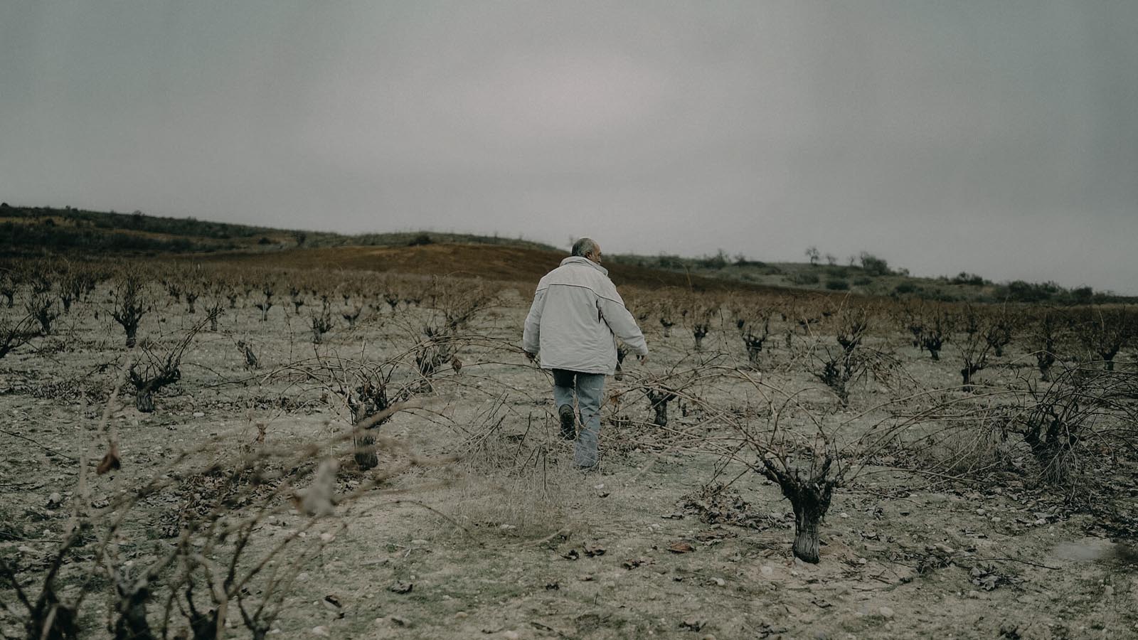 Storočná vinica v apelácii Toro v Španielsku