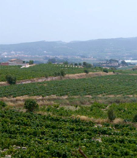 Vinice Mont Marçal v krajine Penedès