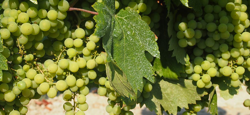 Strapce bieleho hrozna vo viniciach Mont Marçal počas vinobrania