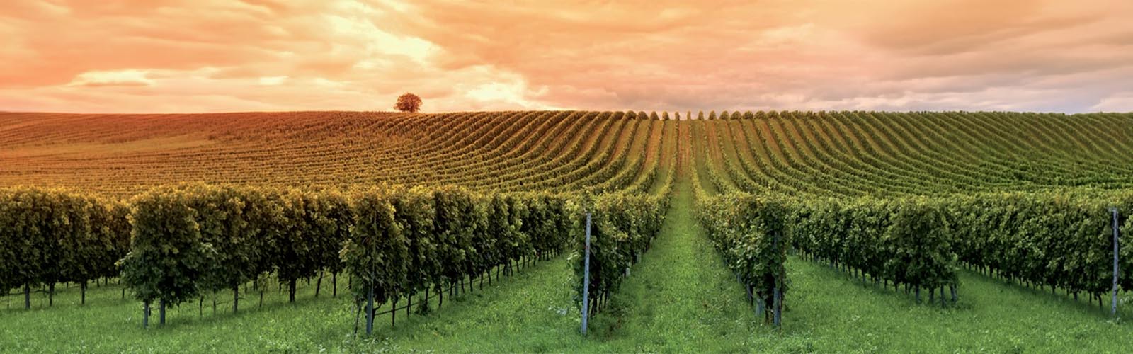 Vinice v abruzzských kopcoch s pohorím Gran Sasso v pozadí