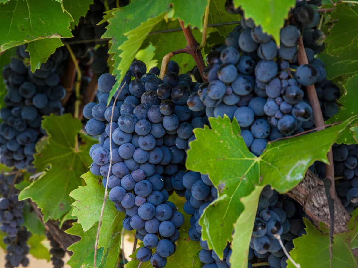 Strapec hrozna odrody montepulciano s tmavými bobuľami