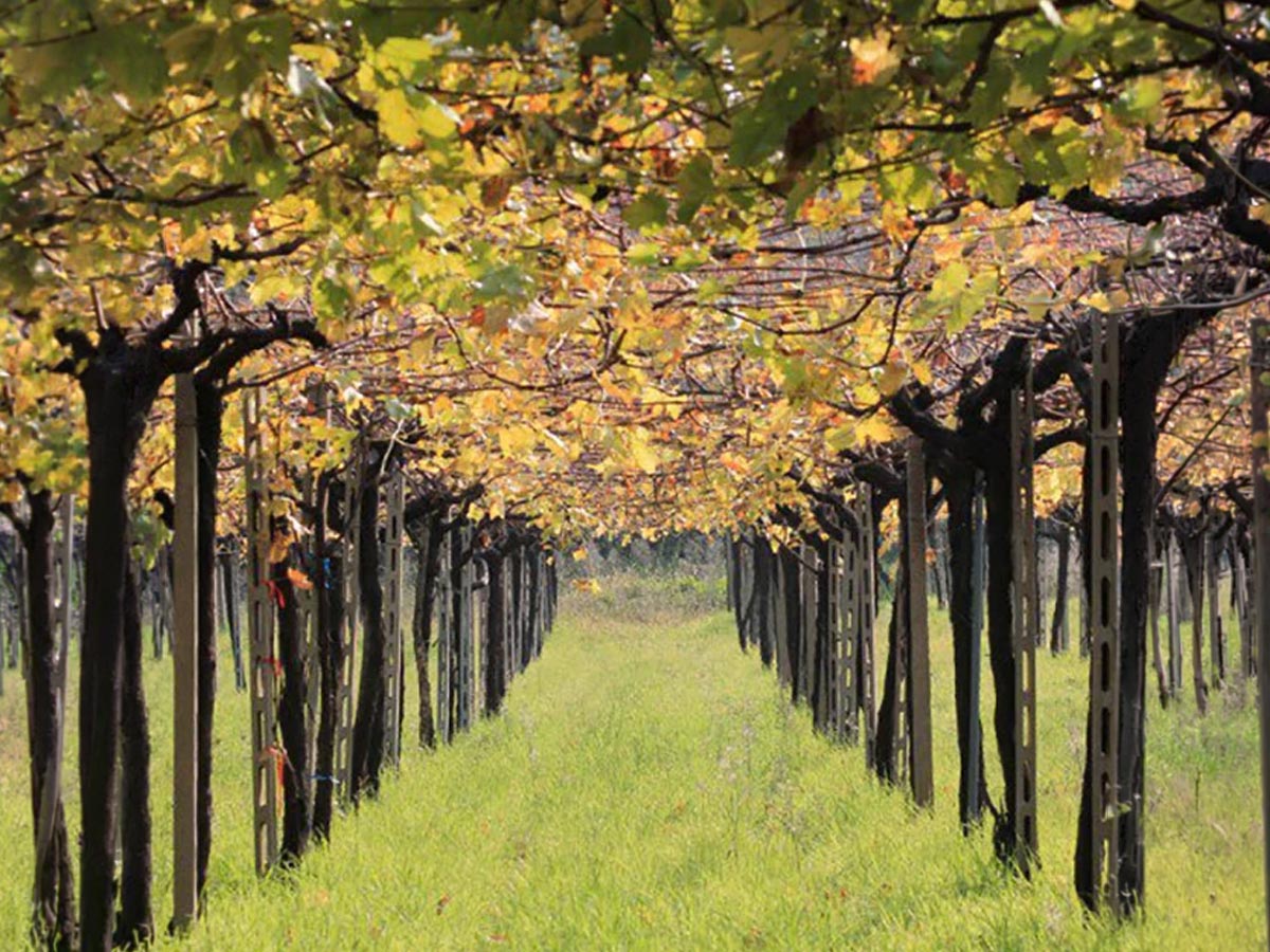 Vinica vedená systémom pergola abruzzese