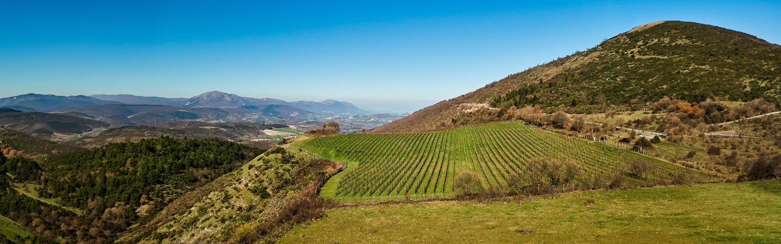 Vinice v kopcoch južného Marche s pohorím Monti Sibillini v pozadí