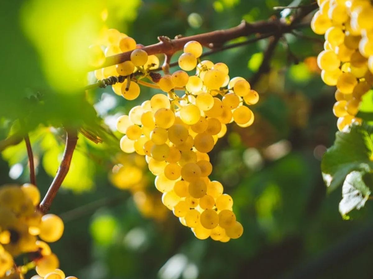 Strapec hrozna odrody pecorino so zlatožltými bobuľami