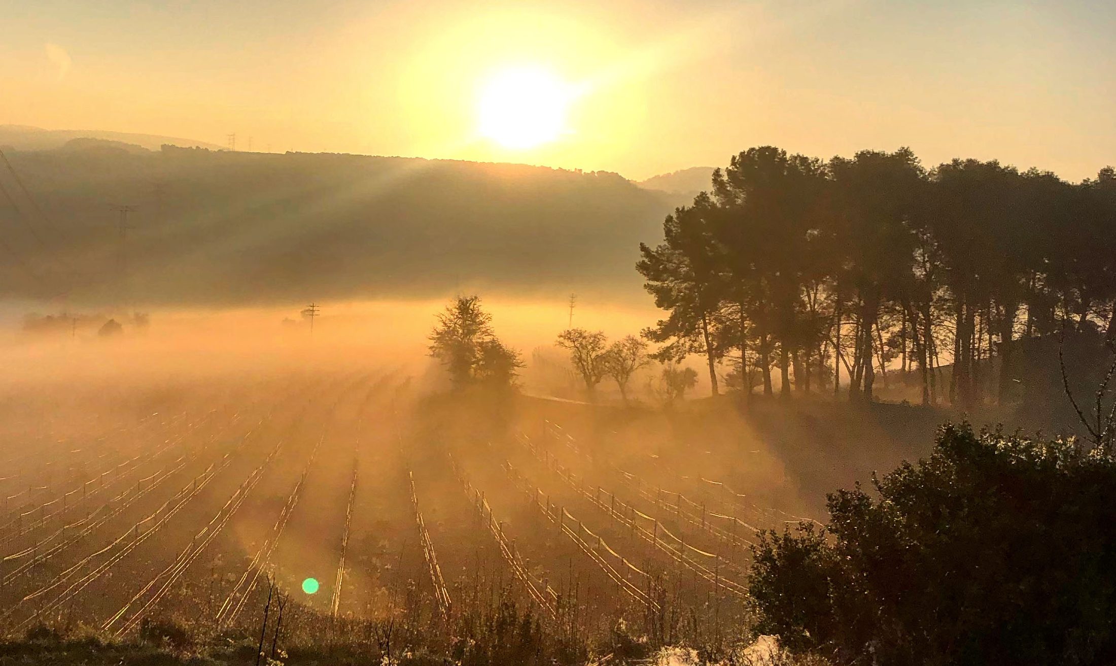 Vinice Oliver Viticultors v Penedès za svitania