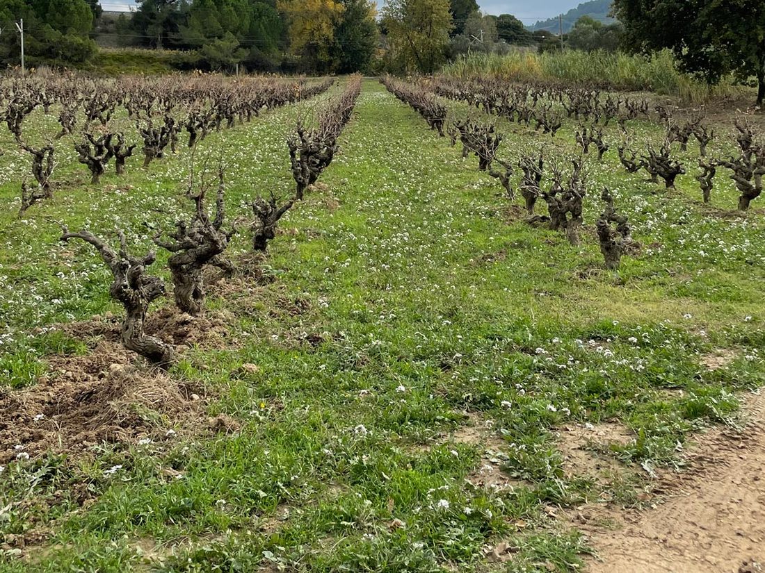 Staré kmene viniča vo vinici Oliver Viticultors